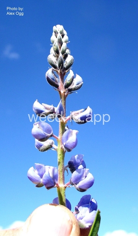 lupine, silky
